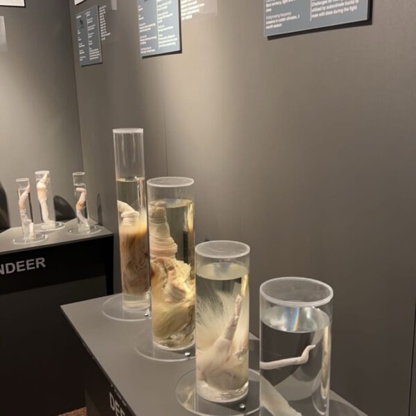 Different animal penises in jars