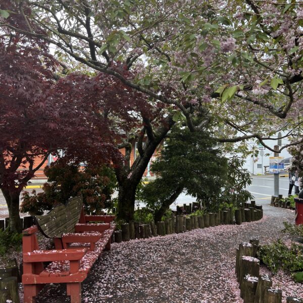 Whale bench and pink flower tree