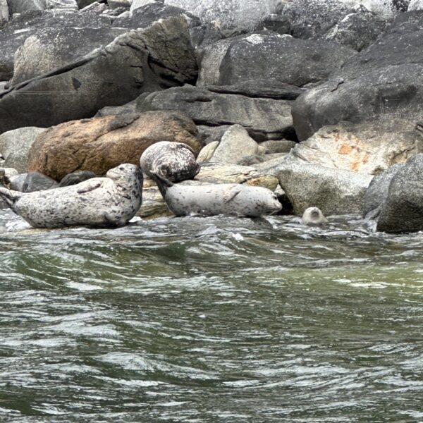 Harbor seals on rocks