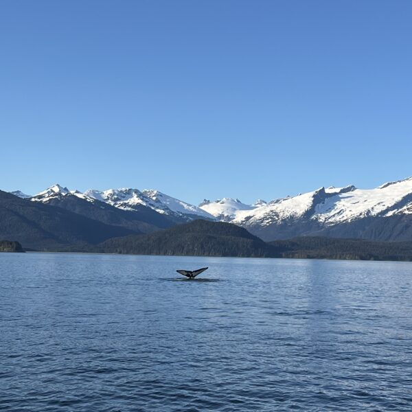 Humpback whale tail in the ocean