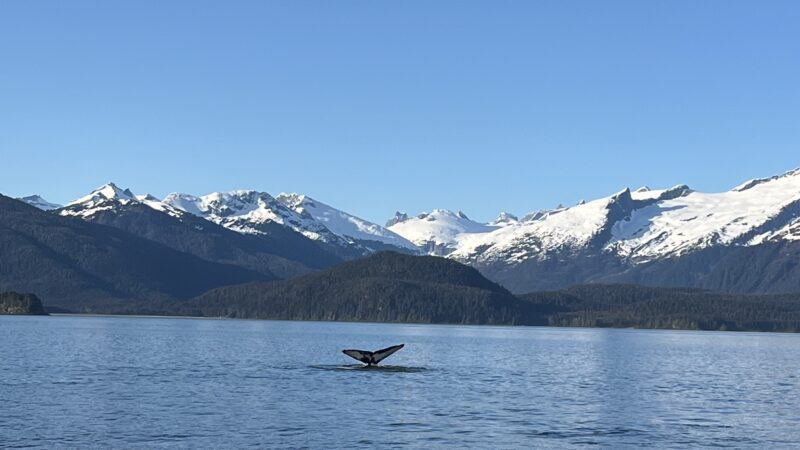 Humpback whale tail in the ocean