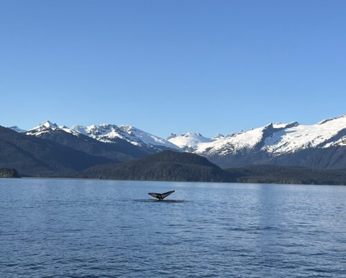 Exploring Juneau: Whale Watching and Glacier Adventures