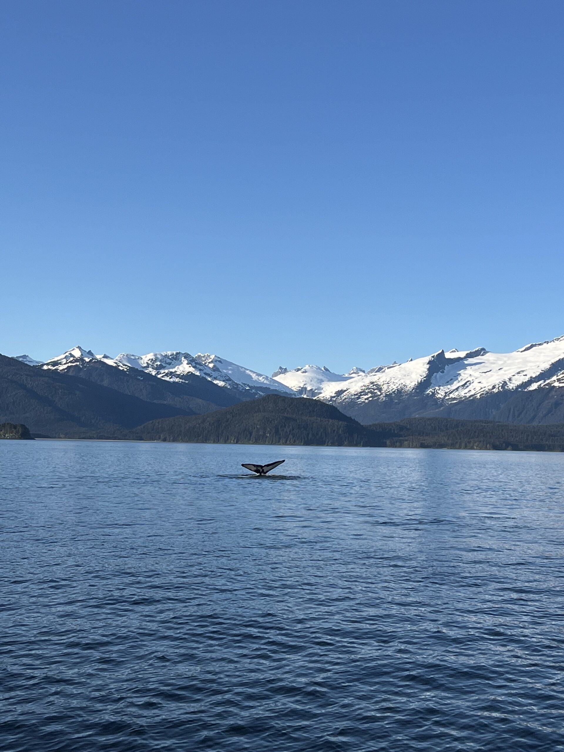 You are currently viewing Exploring Juneau: Whale Watching and Glacier Adventures