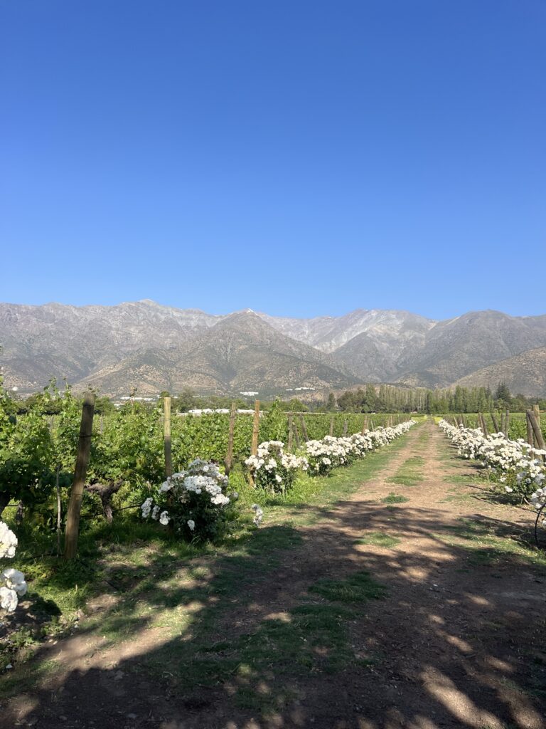 Aquitania Winery with Andes Mountain View