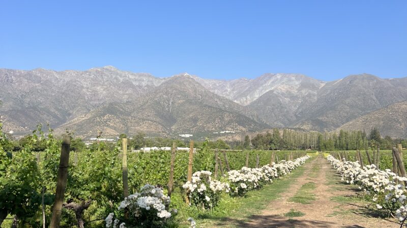 Aquitania Winery with Andes Mountain View