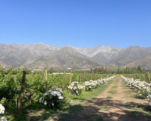 Exploring the Best Vineyards in Santiago, Chile: A Wine Lover’s Ultimate Guide