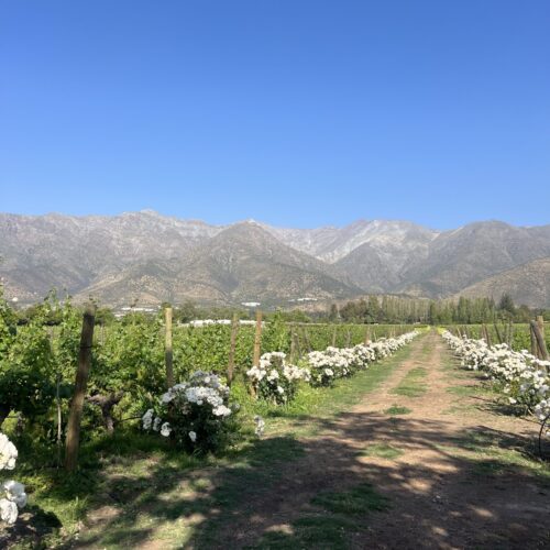 Exploring the Best Vineyards in Santiago, Chile: A Wine Lover’s Ultimate Guide